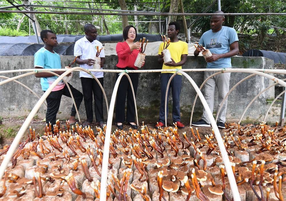 2021年8月12日，福建農(nóng)林大學(xué)國家菌草工程技術(shù)研究中心副主任林冬梅（中）為非洲留學(xué)生講解菌草鹿角靈芝的栽培情況。新華社記者 林善傳 攝