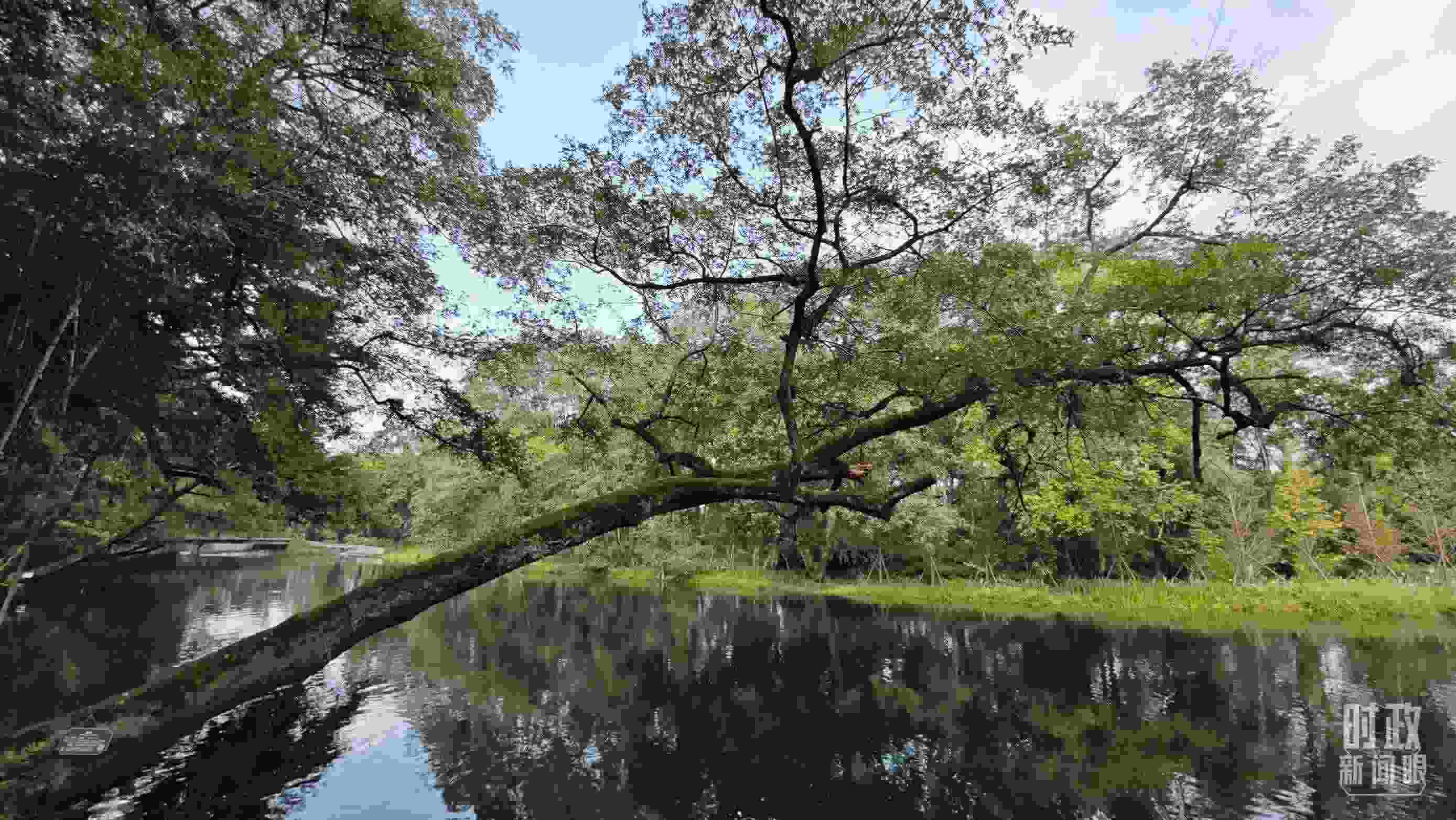 △饒河源國家濕地公園。（總臺央視記者郁振一拍攝）