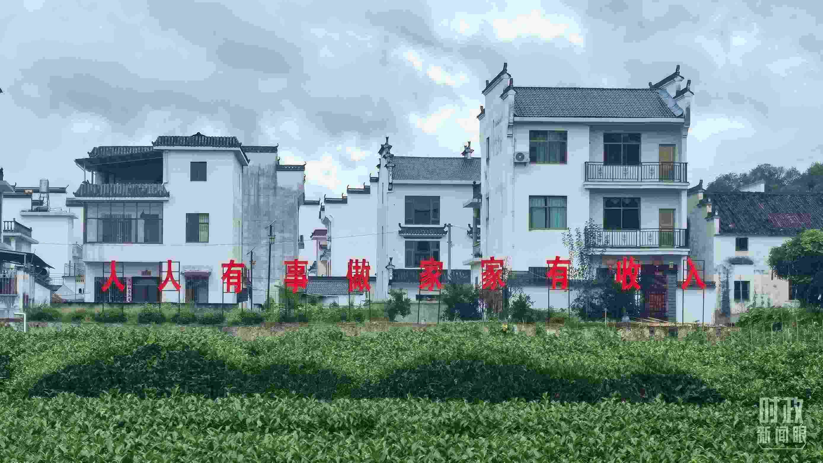 △石門村村民種植的茶葉。（總臺央視記者賈林拍攝）