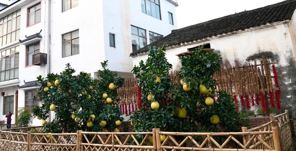 近日在江西省上饒市婺源縣秋口鎮(zhèn)王村石門自然村拍攝的馬家柚。新華社記者 胡晨歡 攝