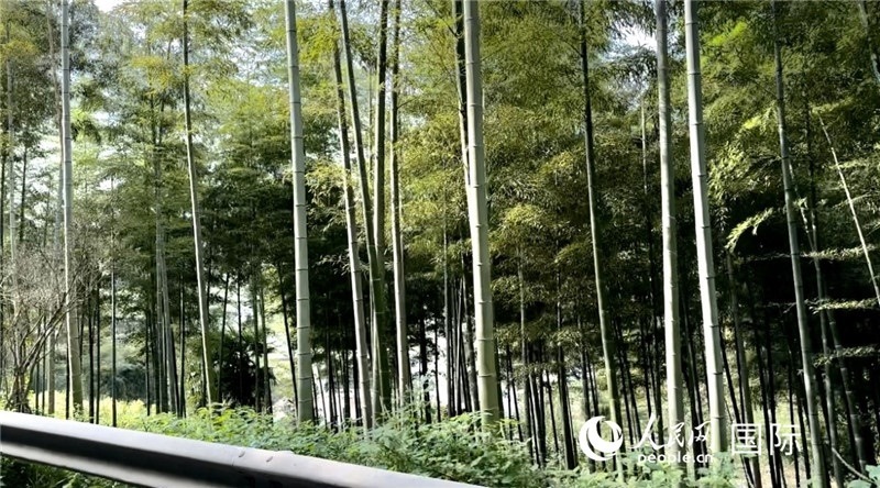 沿途中的竹林。人民網(wǎng)記者 周雨攝