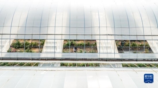 云南省安寧市現(xiàn)代農(nóng)業(yè)園區(qū)玫瑰種植示范園一景（無(wú)人機(jī)照片，10月20日攝）。