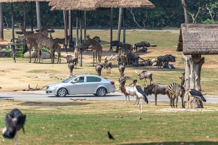 長隆野生動物世界園區(qū)內(nèi)，各類動物生活在一起。鄧泳怡 攝