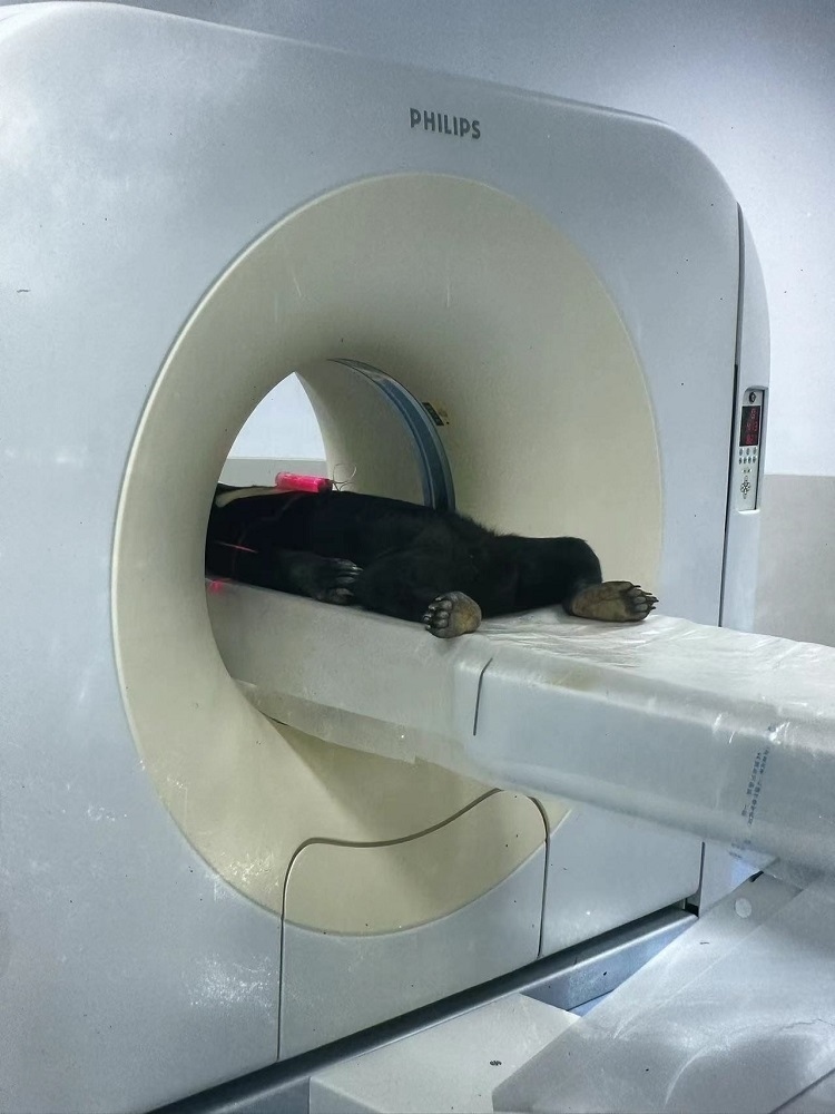 長隆野生動物世界的動物醫(yī)院內(nèi)，馬來熊在做核磁共振檢查。人民網(wǎng)記者 李舫攝