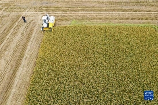 11月4日，在南通市通州區(qū)十總鎮(zhèn)育民村農(nóng)場，一臺設(shè)置好參數(shù)的無人收割機(jī)在工作中（無人機(jī)照片）。