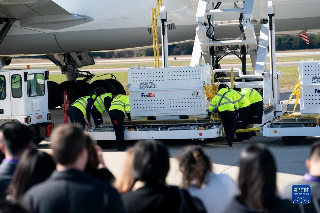 11月8日，在美國弗吉尼亞州的華盛頓杜勒斯國際機場，裝有大熊貓的特制“旅行包廂”準(zhǔn)備運上專機。新華社記者劉杰攝