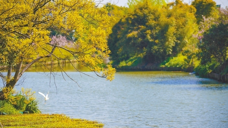  碧波蕩漾 浙江嘉興市海鹽縣望海街道永福社區(qū)荷花池，一汪碧水波光粼粼，風光旖旎。當?shù)厥冀K堅持綠色發(fā)展，促進人與自然和諧共生。 肖弗勒模具（嘉興）有限公司德國籍經(jīng)理 湯姆·魯特納攝 “當?shù)卮迕窀嬖V我，如今環(huán)境變好了，茶余飯后，大家都會到河邊散散步，欣賞美景，和鄰居聊聊天。我想，好生態(tài)是大自然的饋贈，更是長三角地區(qū)大力治理生態(tài)環(huán)境的結(jié)果。希望美麗中國的綠色發(fā)展之路越走越好?！? /></p> <p style=