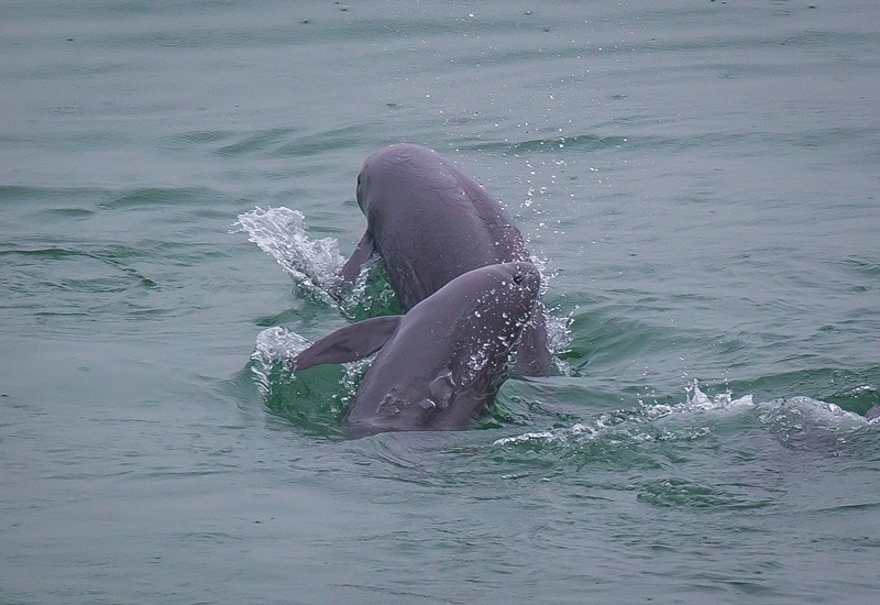 2021年5月10日，在湖北省宜昌市江邊，長江江豚在水中嬉戲。