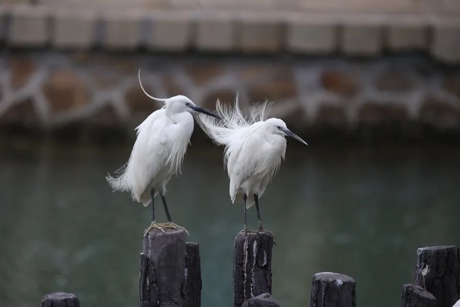 筼筜湖白鷺。人民網(wǎng)記者 陳博 攝