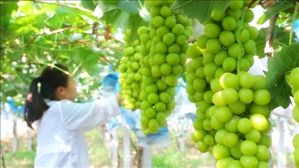 小屯村葡萄園里的陽光玫瑰葡萄。肖俊楠攝