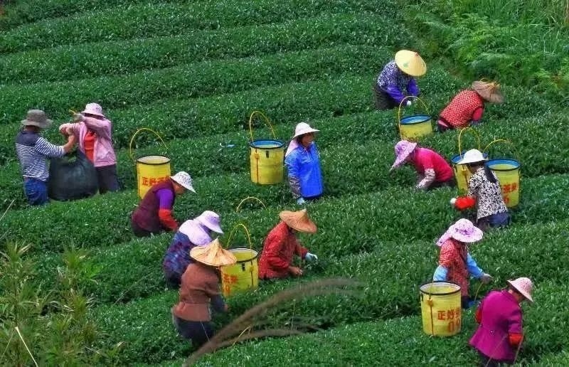 △軍營村茶農(nóng)在茶園采茶。