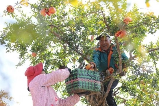 紅彤彤的石榴掛滿枝頭，農(nóng)戶們穿梭在林中采摘，享受著豐收的喜悅。