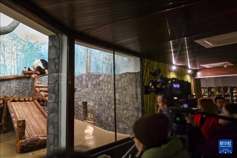 3月8日，人們在俄羅斯莫斯科動物園觀看大熊貓“喀秋莎”（左）和媽媽“丁丁”。新華社記者 曹陽 攝