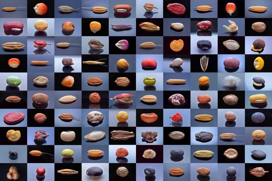 微距鏡頭下，湖南省農(nóng)作物種質資源庫的種子千姿百態(tài)（100個種子拼版照片）。