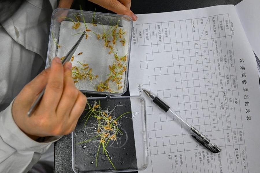 2022年3月23日，在湖南省農(nóng)作物種質資源庫實驗室，檢測員對保存的水稻種子進行發(fā)芽試驗檢測。