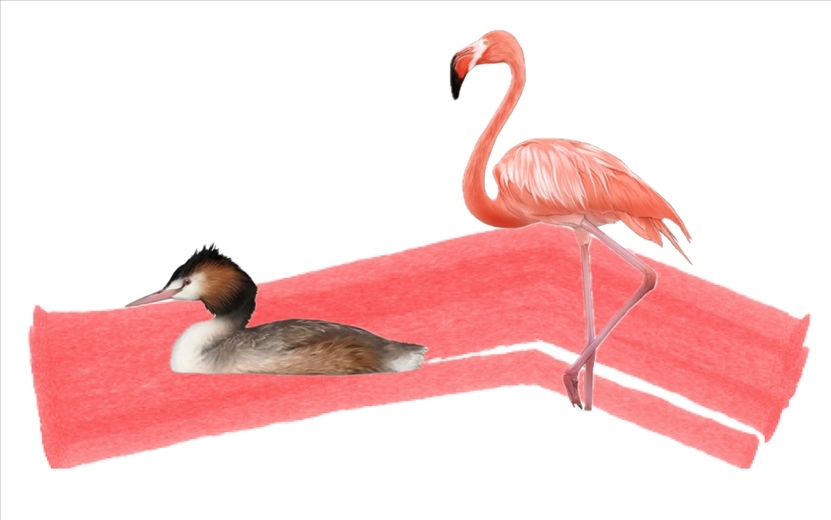 奇跡鳥類（火烈鳥總目）。浙江大學(xué)供圖