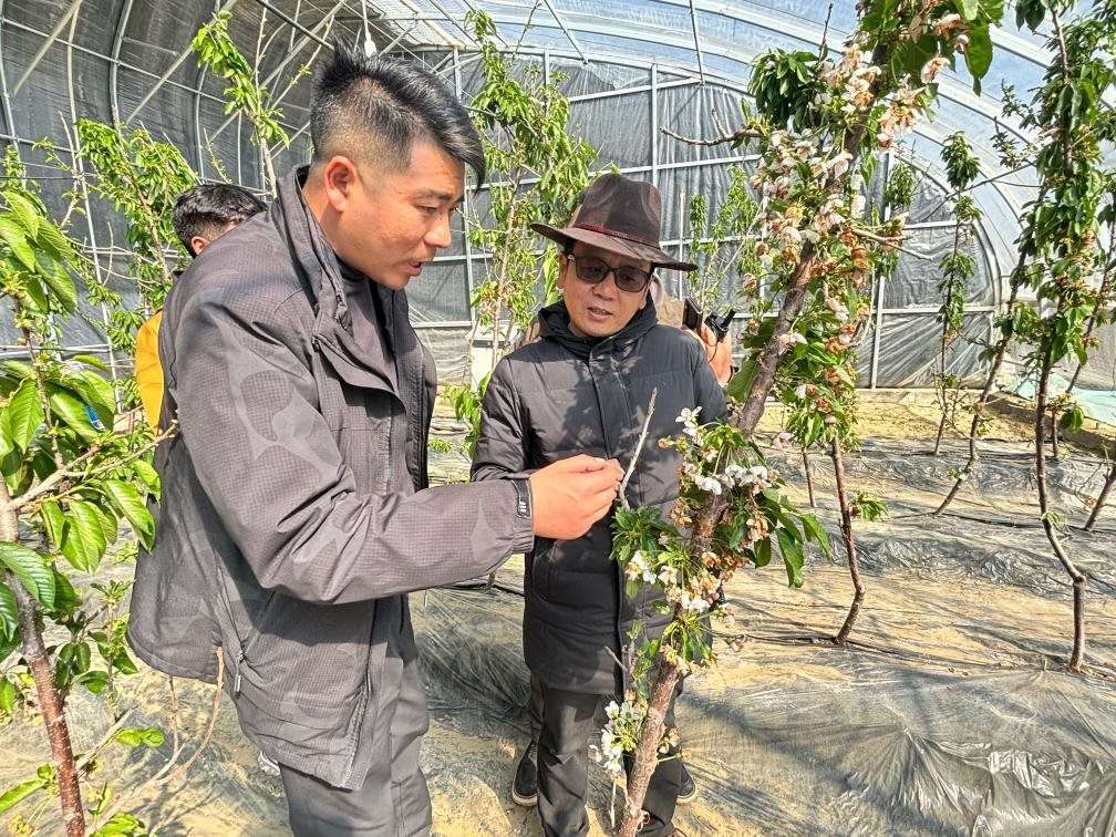 山東援藏小組及技術人員在大棚查看果蔬長勢。（受訪者供圖）