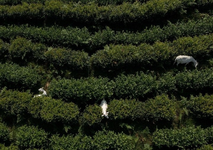 惠明茶園，養(yǎng)羊控草。供圖 共享聯(lián)盟·景寧