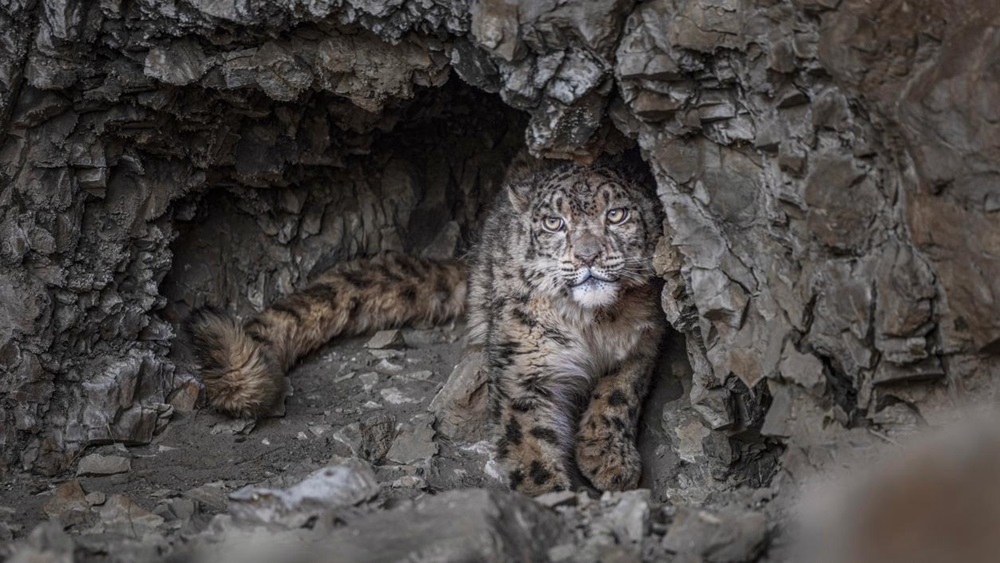 “高原精靈”雪豹。尼瑪多吉攝