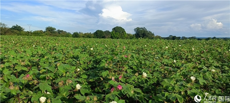 中國技術(shù)培養(yǎng)的當?shù)孛藁ㄌ铩Ｈ嗣窬W(wǎng)記者 黃培昭攝