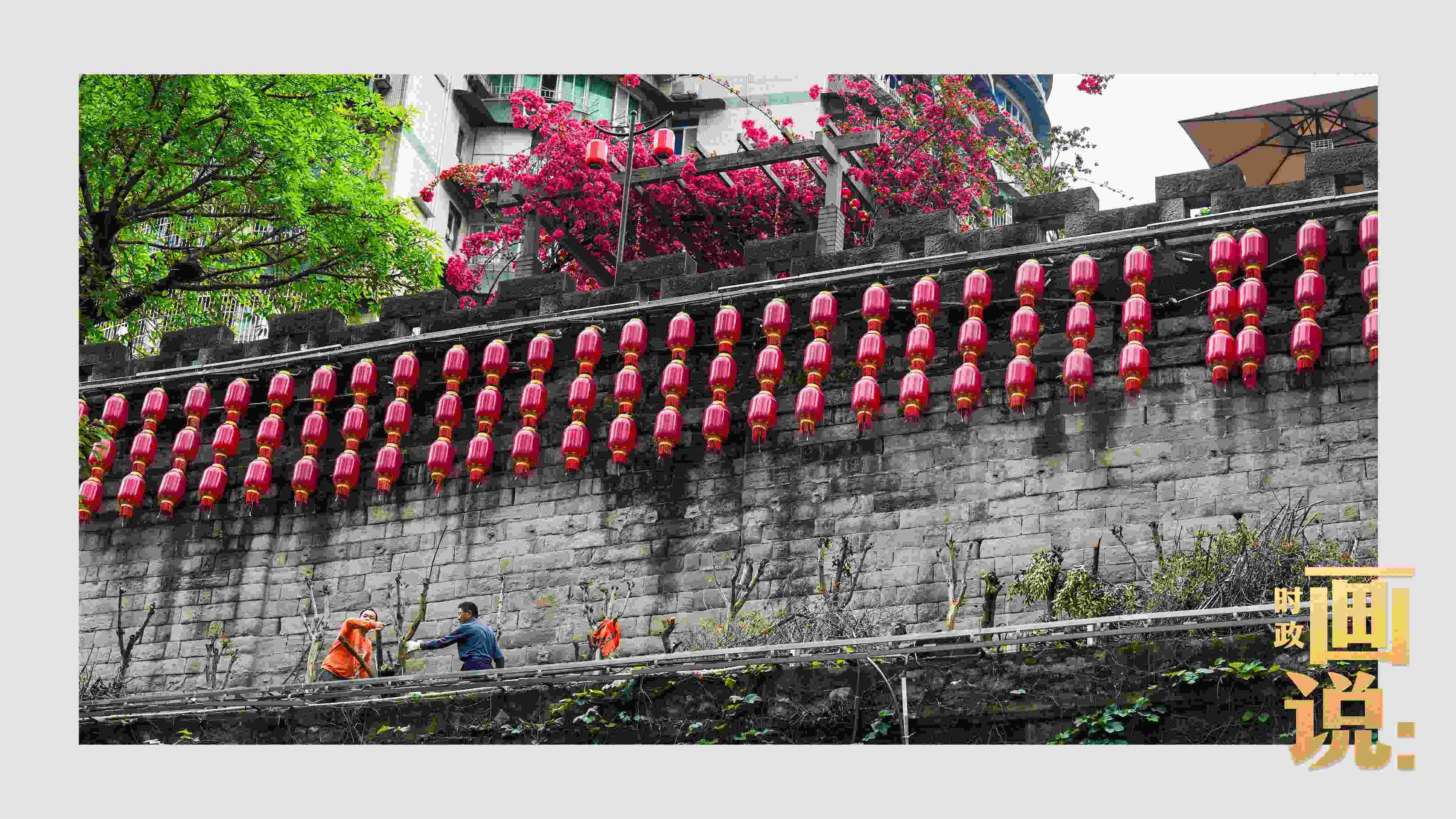 △盛放的三角梅下，園林工人修剪著古老通遠(yuǎn)門城墻上的一抹新綠。