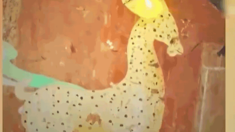 在全新技術(shù)支持下，敦煌莫高窟實(shí)現(xiàn)了窟內(nèi)文物窟外看的新體驗(yàn)。