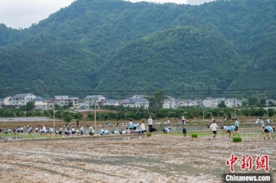 圖為5月21日，綏陽(yáng)縣旺草中學(xué)學(xué)生在旺草萬(wàn)畝大壩體驗(yàn)插秧。唐哲 攝