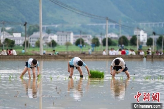 圖為5月21日，綏陽(yáng)縣旺草中學(xué)學(xué)生在旺草萬(wàn)畝大壩體驗(yàn)插秧。唐哲 攝