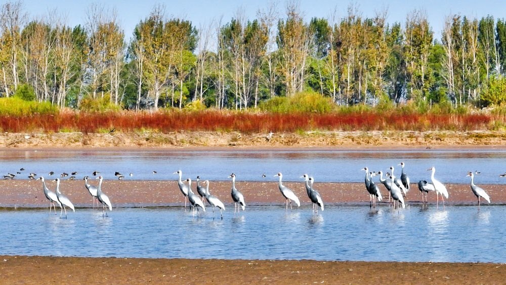 在山東黃河三角洲國(guó)家級(jí)自然保護(hù)區(qū)拍攝的白枕鶴（2022年10月18日攝）。新華社發(fā)（楊斌 攝）
