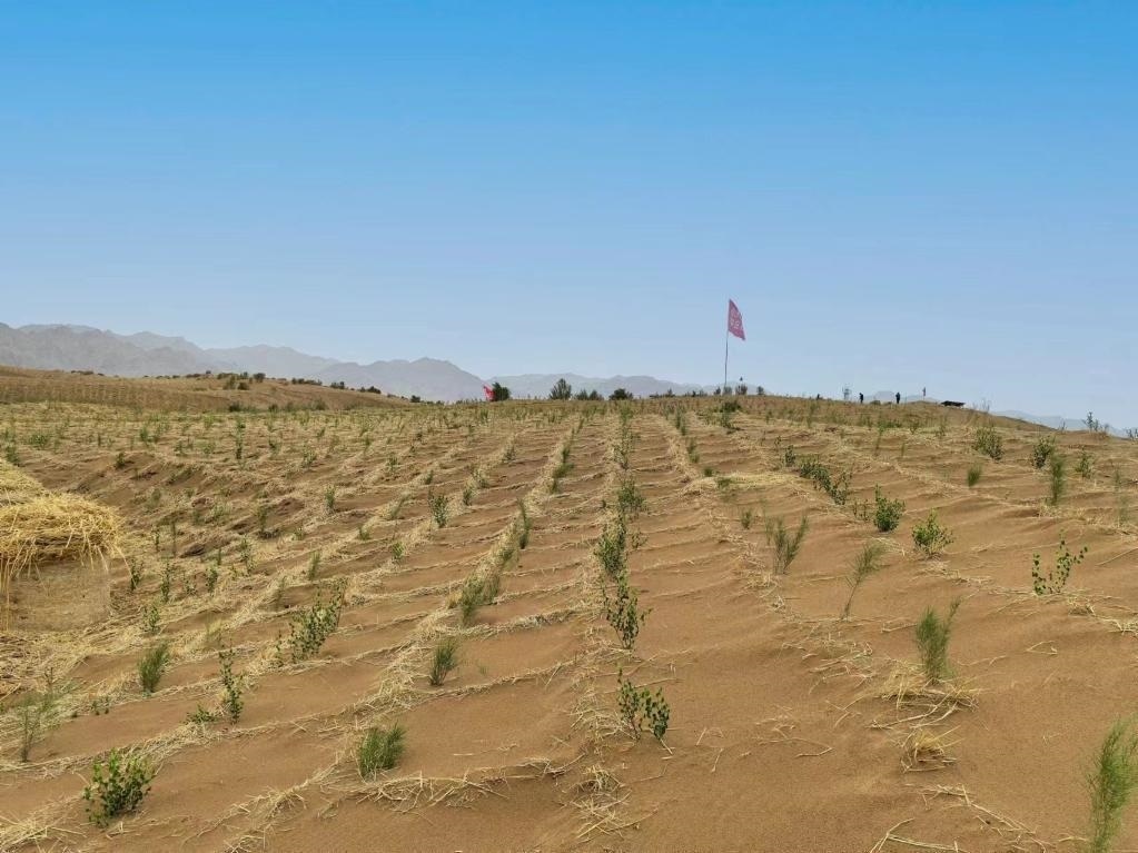 內(nèi)蒙古巴彥淖爾市杭錦后旗治沙新品種沙木蓼和四翅濱藜苗木示范區(qū)。新華社記者 李云平 攝