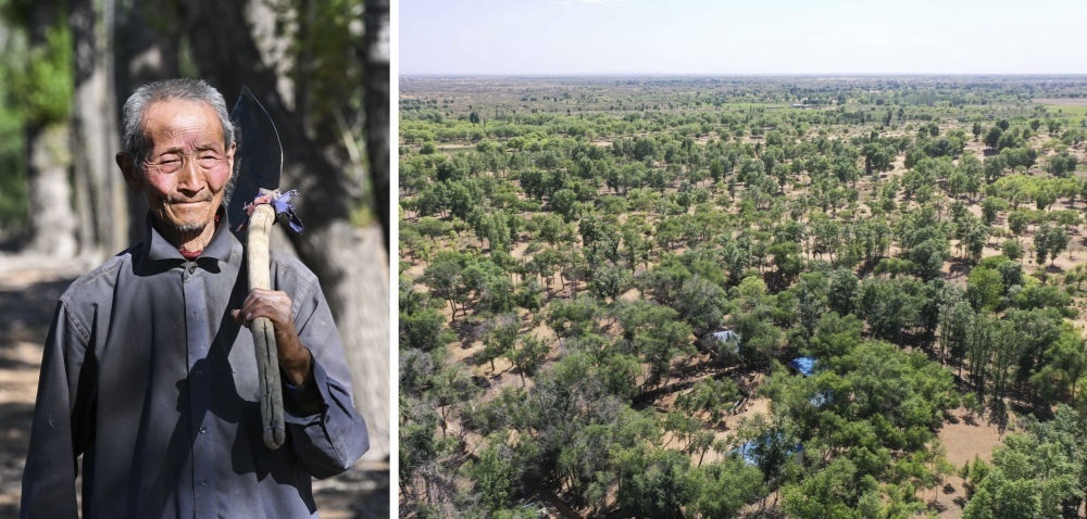 拼版照片：左圖為內(nèi)蒙古鄂托克前旗呼和陶勒蓋嘎查的牧民曹扎娃出門勞作（2023年6月14日攝）；右圖為曹扎娃的承包地（2023年6月14日攝，無人機照片）。20世紀80年代，在毛烏素沙地中，曹扎娃主動承包了2300多畝沙地。這么多年來，曹扎娃堅持種樹治沙，最終將沙地變成了林海。新華社記者 劉磊 攝