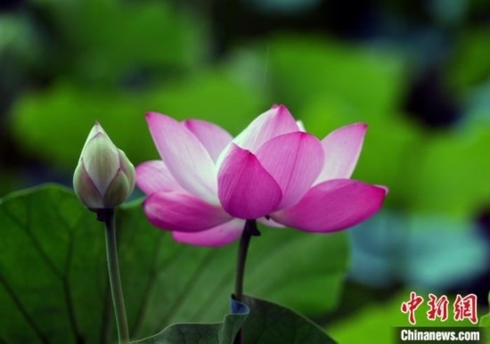 6月19日，時(shí)值一年畢業(yè)季，四川大學(xué)望江校區(qū)荷花池里的荷花盛開，成為了畢業(yè)生們的打卡圣地，吸引了眾多畢業(yè)生拍照留念。圖為盛開的荷花。中新社記者 安源 攝