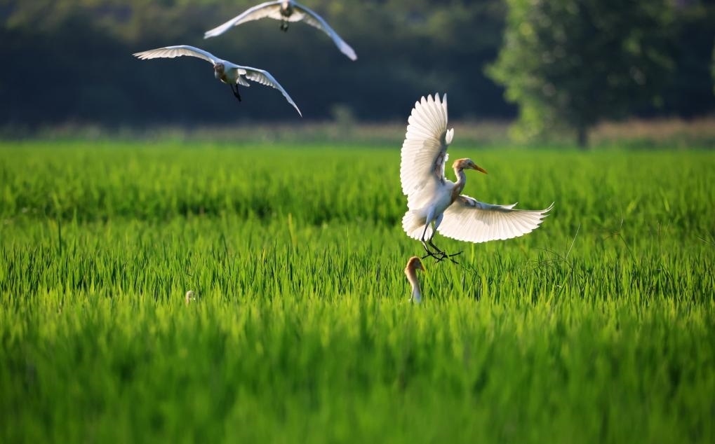2023年8月7日，鷺鳥在山東省臨沂市郯城縣郯城街道水稻田間飛舞。新華社發(fā)（張春雷 攝）
