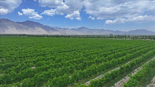 閩寧從荒蕪貧瘠的荒灘戈壁變成了如今的片片綠洲。