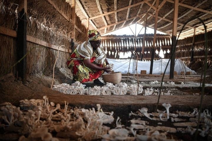 2024年2月6日，在中非共和國達(dá)馬拉，法蒂瑪在菇棚內(nèi)收獲菌草菇。2022年，法蒂瑪在聽說中國菌草專家在班吉傳授技術(shù)后主動前往學(xué)習(xí)，從一間小菌棚起步，逐漸擴(kuò)大為如今小有名氣的合作社。新華社記者 韓旭 攝