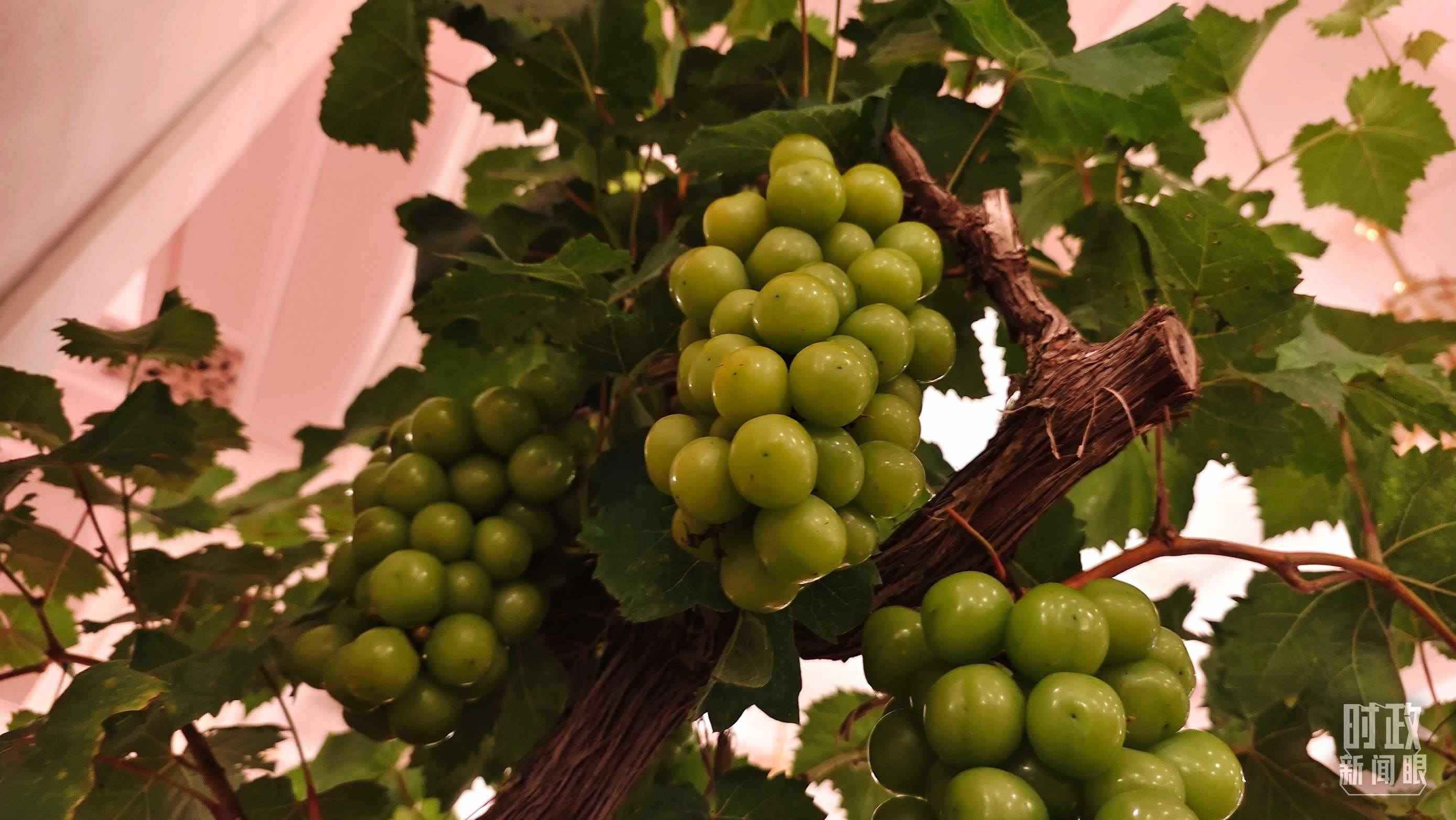  △人民大會堂的盆景，碩果累累。（總臺央視記者韓銳拍攝）