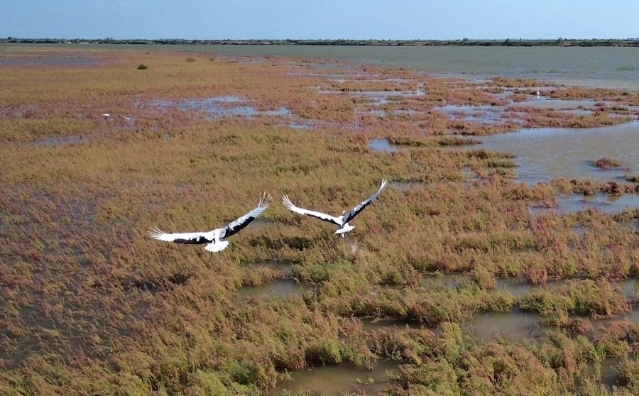 2024年8月28日，丹頂鶴在黃河三角洲國(guó)家級(jí)自然保護(hù)區(qū)展翅翱翔（無(wú)人機(jī)照片）。新華社記者 徐速繪 攝