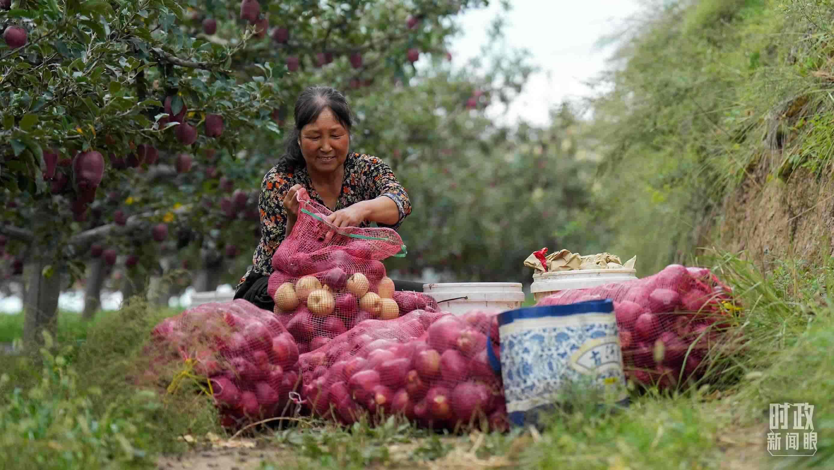 △南山花牛蘋果基地在2023年帶動9000多戶村民實現(xiàn)增收。（總臺國廣記者李晉拍攝）