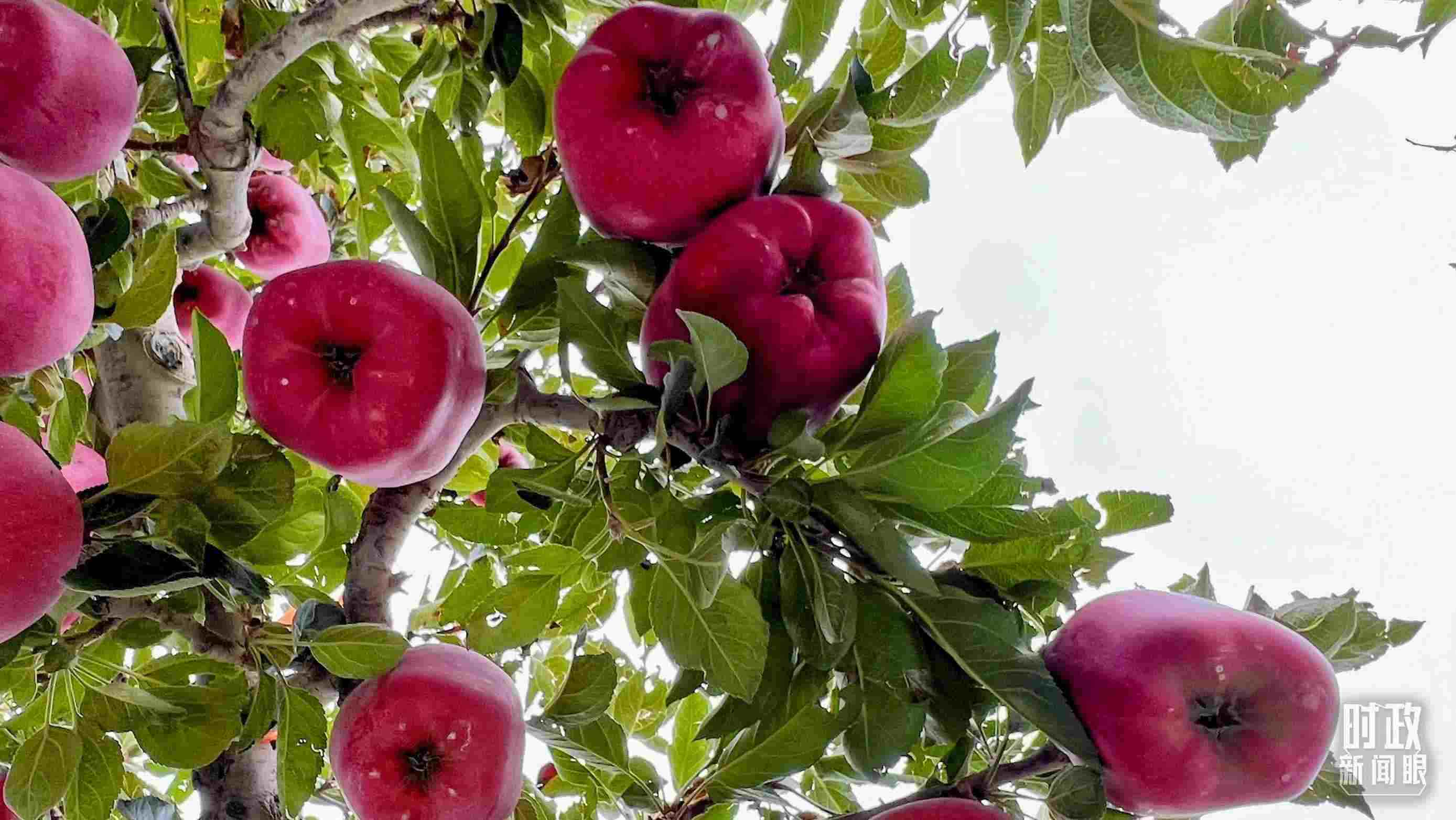 △南山花牛蘋果基地是元帥系蘋果生產(chǎn)基地。（總臺央視記者程鋮拍攝）