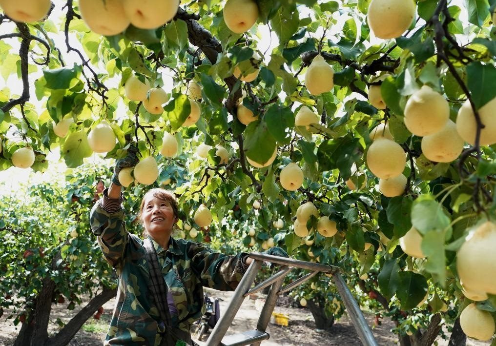 9月13日，河北省晉州市的農(nóng)民在果園采摘鴨梨。新華社記者楊世堯 攝
