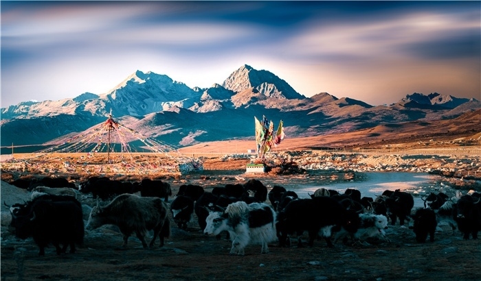 雅拉雪山上的牦牛群。蕭旺擺攝