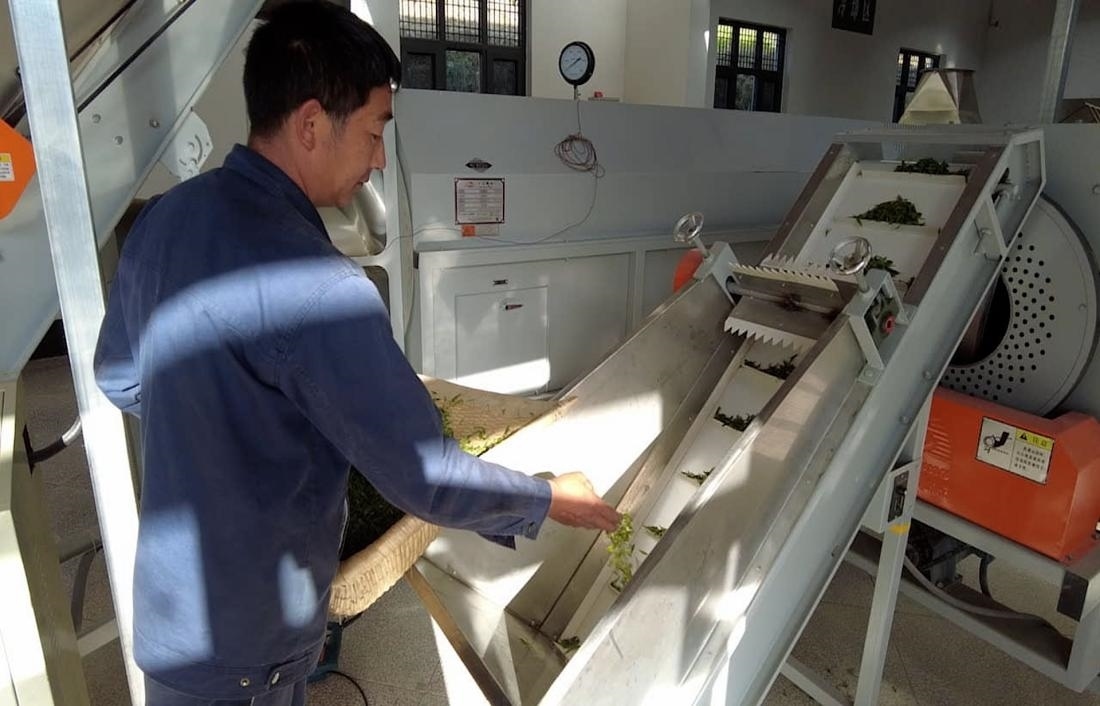 茶廠工人正在查看茶青質(zhì)量。 受訪者供圖