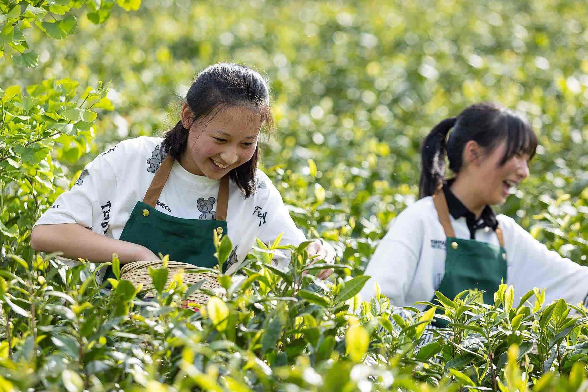 浙江安吉，游客在茶園里體驗(yàn)采茶