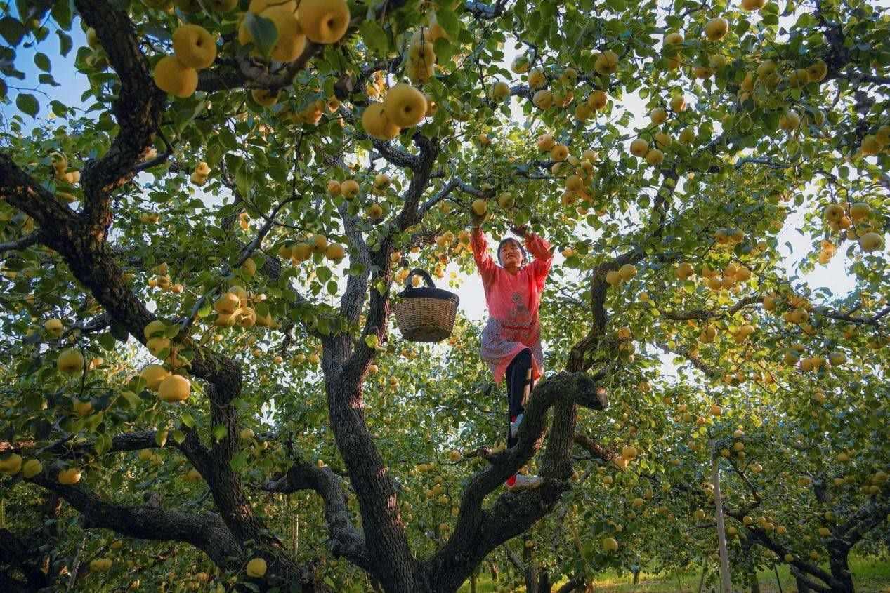 2024年10月4日，安徽省宿州市碭山縣程莊鎮(zhèn)衡樓村百年老梨園里，梨農(nóng)在忙著采摘酥梨。來源:人民圖片
