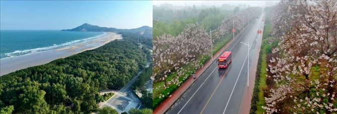 拼版照片：左圖為位于東山縣金鑾灣沿岸的木麻黃防護(hù)林帶（無(wú)人機(jī)照片，新華社記者 姜克紅 攝）；右圖為2021年4月20日在蘭考縣焦裕祿干部學(xué)院附近拍攝的泡桐花（無(wú)人機(jī)照片，新華社記者 郝源 攝）。