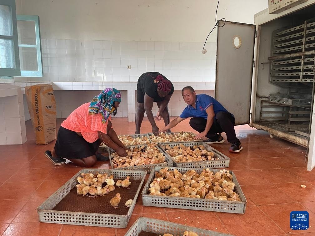 中國援圣普農(nóng)牧業(yè)技術(shù)項(xiàng)目組專家在圣多美和普林西比家禽繁育中心指導(dǎo)雛雞人工孵化技術(shù)（2024年10月8日攝）。新華社發(fā)（中國援圣普農(nóng)技組供圖）