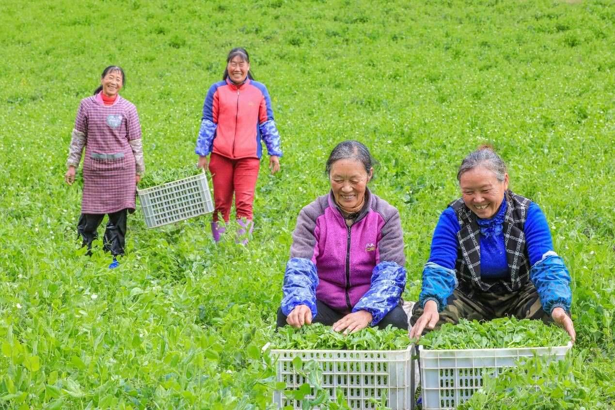 在四川省阿壩藏族羌族自治州馬爾康市馬爾康鎮(zhèn)納足村，當(dāng)季蔬菜喜獲豐收，群眾正在忙著采收、裝箱供應(yīng)市場(chǎng)。來(lái)源：人民圖片