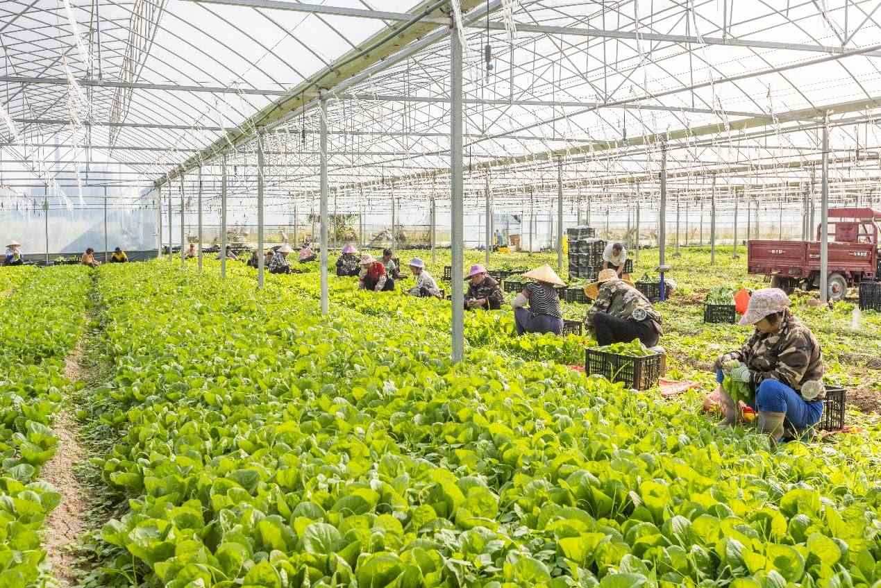 2024年10月8日，在廣西梧州市蒙山縣文圩鎮(zhèn)大明村一個(gè)大棚蔬菜基地內(nèi)，民工在采摘、包裝包心菜，準(zhǔn)備運(yùn)銷(xiāo)外地。來(lái)源：人民圖片