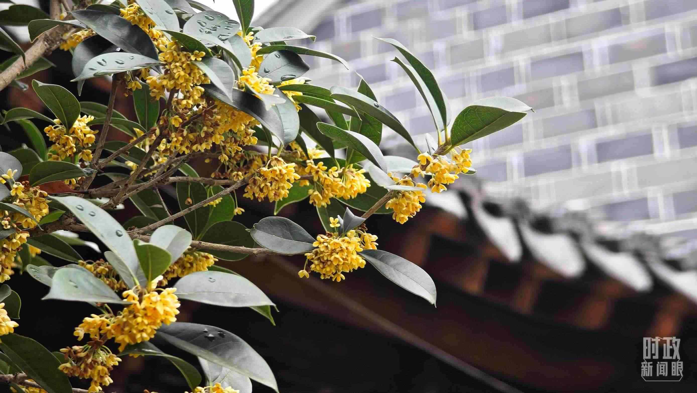 △六尺巷。（總臺央視記者趙化、彭漢明拍攝）