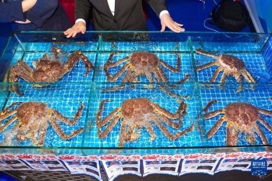 這是9月19日拍攝的吉林省琿春市一商家所售賣(mài)的帝王蟹。新華社記者 許暢 攝
